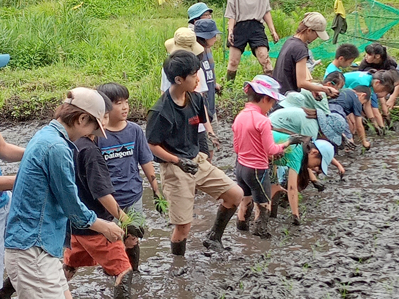 田んぼの会